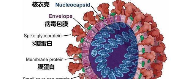 经理团队巴布亚新有新冠