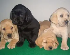 卡达毕拉至萨摩哈，晋级前途堪忧