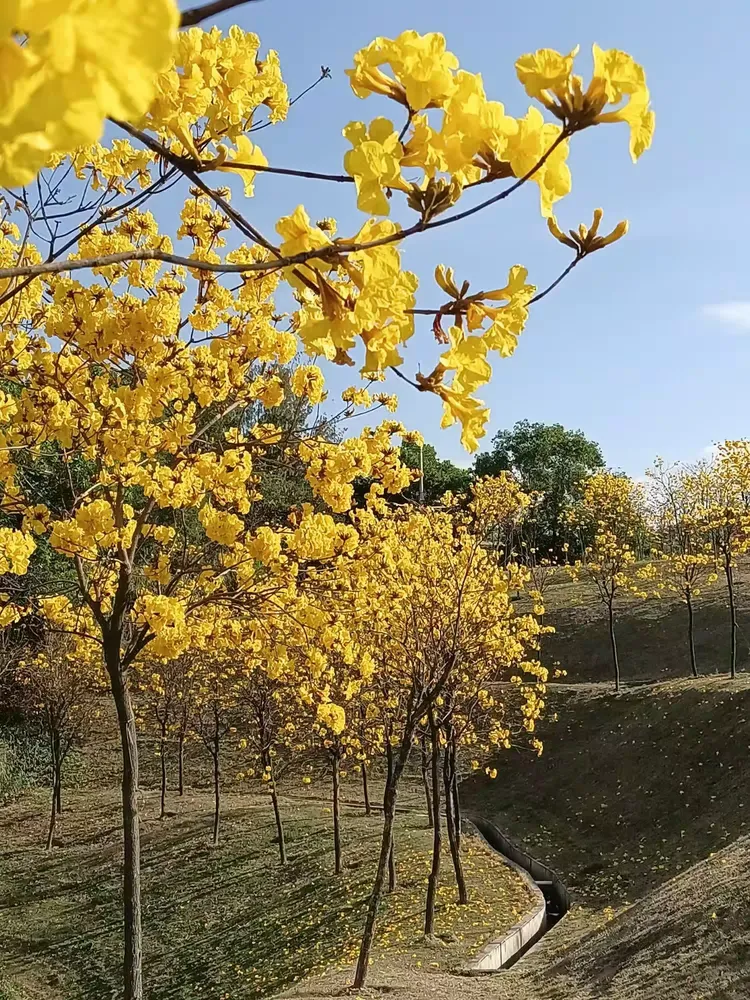 韶关胜利在望，全队备受期待