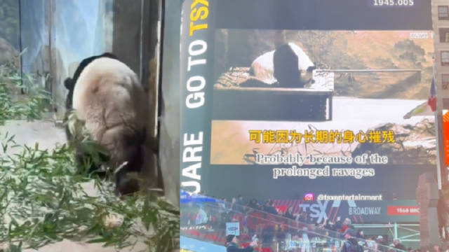 雷速官网-熊猫继续摧残对手，碾压所有比赛